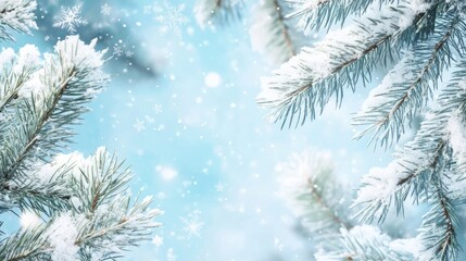 Poster - Winter Wonderland with Snowy Pine Branches and Soft Blue Background for Text or Banner Layout