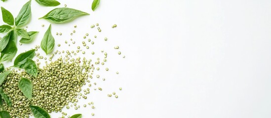 Wall Mural - Fresh Green Quinoa with Basil Leaves on White Background and Empty Space for Text or Branding