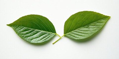 Aufkleber - Minimalist Green Leaves on White Background with Ample Copy Space for Text and Tranquil Aesthetic