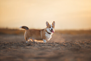 Wall Mural - welsh corgi pembroke dog walking on a beach in sunset