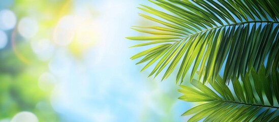 Wall Mural - Lush green palm leaves with a blurred nature background and blue sky, providing ample empty space for text or branding purposes.