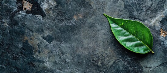 Wall Mural - Green Leaf on Dark Stone Surface with Empty Space for Text in Nature Inspired Flat Lay Background Design