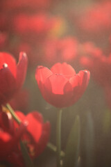 Wall Mural - red white tulip flower in close up