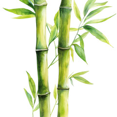 Poster - Fresh Bamboo Stalks with Verdant Leaves Isolated on White Background
