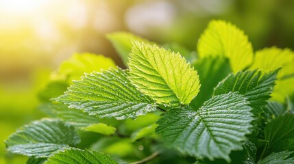 Poster - Vibrant Green Leaves Glistening with Dew Drops in Soft Morning Light