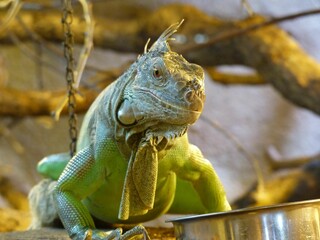 Sticker - Green Iguana Close-Up in Terrarium