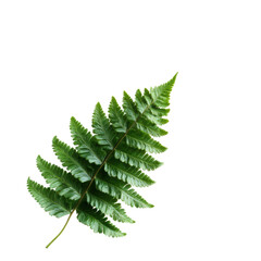 Poster - Vibrant Green Plant with Lush Leaves Set Against a Dark Background Evoking a Sense of Calm and Natural Beauty in Simplicity isolated on a white background