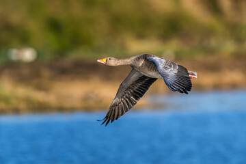 Wall Mural - Greylag Goose, Anser anser, bird in flight over winter marshes