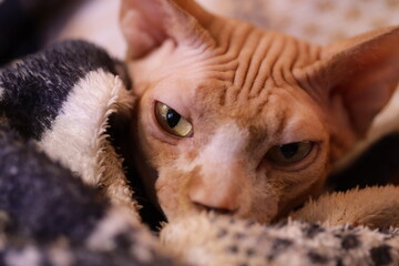 Aufkleber - Close-up view of a cat relaxing on a soft blanket.