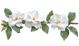 White gardenia branch blossoms, floral design, isolated background, wedding invitation