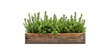 © sweet_mellow - Fresh thyme herb in wooden planter box isolated on transparent background