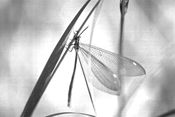Monochrome White-tip Grassland Antlion (Mancronemurus tinctus) 16321