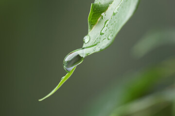 Wall Mural - plant with water drops on leaf against blurred background, macro view