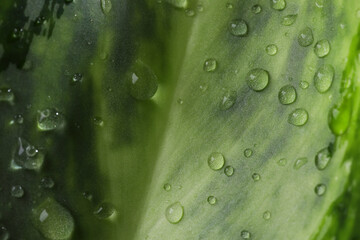Wall Mural - plant with water drops on leaf, macro view