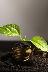 Wall Mural - Money growth concept. Coins and sprout in soil against light grey background, closeup