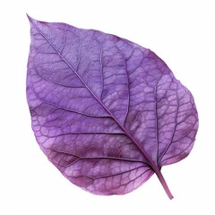 Poster - Close up of a vibrant purple leaf, displaying intricate veins, isolated on a white background