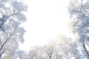 Looking up into snow covered aspen trees with transparent sky
