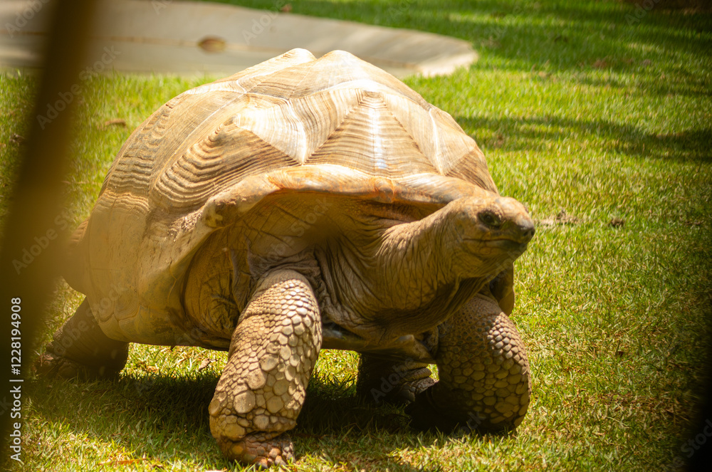 Foto de Stock Jabuti-gigante-de aldraba ou tartaruga-gigante-de-aldabra ...