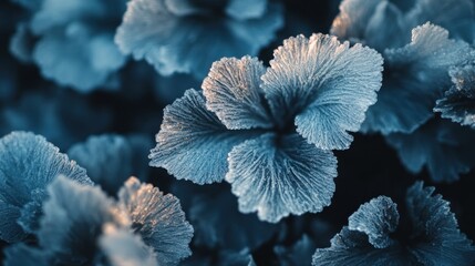 Poster - Frost Covered Delicate Flower Petals Winter Scene