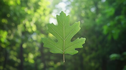 Aufkleber - Single Green Leaf Against Blurred Forest Background