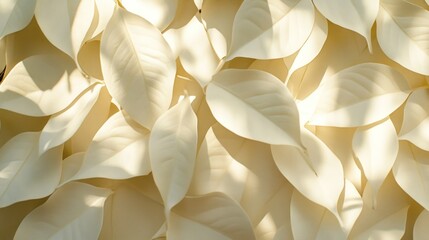 Poster - Pale Cream Leaves Illuminated By Sunlight
