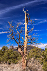 Wall Mural - a tree with no leaves is standing in a field