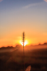 Wall Mural - A sunflower is in the foreground of a sunset