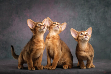 Three ginger kittens posing beautifully on a gray background, Several Abyssinian kittens, studio shooting