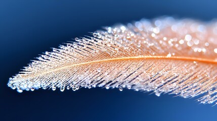 Poster - Delicate white feather covered in morning dew drops against dark blue background, macro photography showing intricate details and water droplets creating bokeh effect.