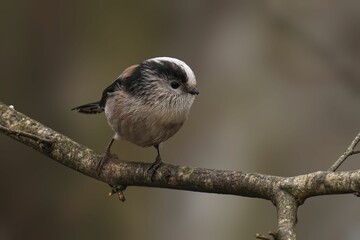 Wall Mural - Long-tailed tit on a branch