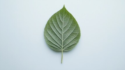Poster - Single Green Leaf Isolated On Light Background