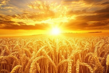 Poster - Rays of sunlight illuminating ripe wheat fields during golden hour in a serene agricultural landscape. Generative AI