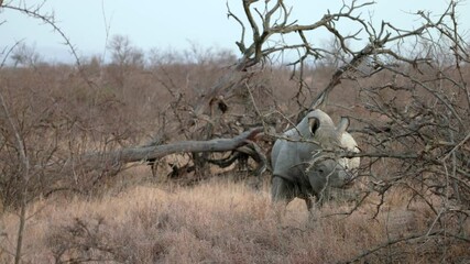 Wall Mural - a male white rhinoceros, dehorned to deter poachers, faces the camera at dawn in kruger national park of south africa