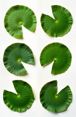 Poster - Vibrant green lily pads arranged on white background. Circular lily pad shapes show unique textures. Fresh green tones of nature scene. Perfect for eco-design. Floral organic beauty. Nature