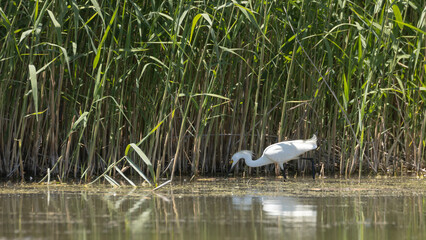 Wall Mural - An egret is reflected in the calm water as it moves carefully through the shallows hunting for small fish in the Bear River Migratory Bird Refuge in Brigham City Utah, USA.