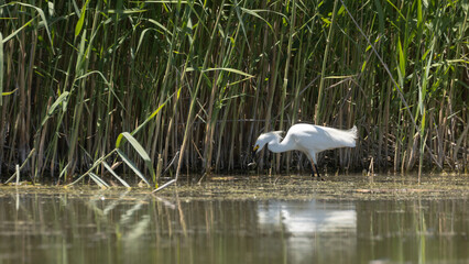 Wall Mural - An egret is reflected in the still water as it snatches a small fish from the shallows in the wetlands of the Bear River Migratory Bird Refuge in Brigham City Utah, USA. 