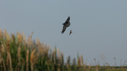 Wall Mural - A blackbird chases a raven away from its nest among the marsh grasses in the Bear River Migratory Bird Refuge in Brigham City Utah. 
