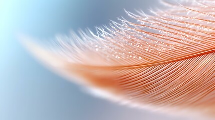 Poster - Delicate coral pink feather macro photography against soft blue background shows intricate natural texture and patterns in gentle pastel tones.