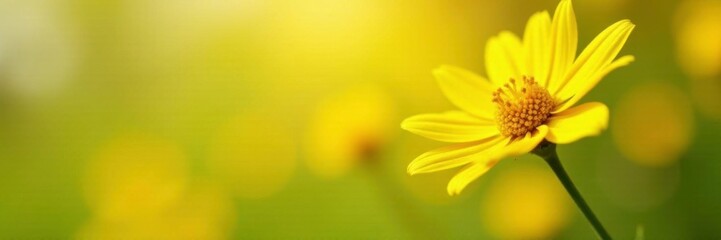 solo sunshine flower stem bright yellow isolated, yellow, stem