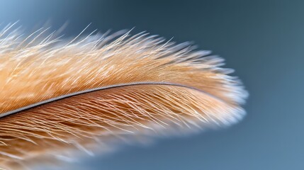 Poster - Delicate orange feather with soft fluffy texture against blurred dark blue background showcases natural detail and gentle curves in macro photography.