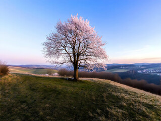 Canvas Print - Blooming Tree Stands Majestically on a Hilltop Overlooking a Serene Valley at Dawn