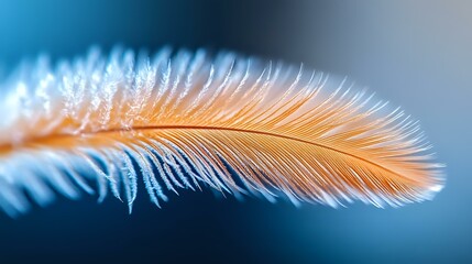 Poster - Delicate orange and white feather with soft textured barbs against dark blue background, macro photography showing intricate natural details and gentle curves.