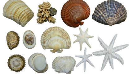 Poster - Beach Finds Featuring Seashells and Ocean Treasures Generative AI