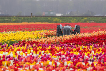 Wall Mural - Vintage tractor in the middle of colorful Tulip fields in The Netherlands