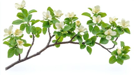 Flowering quince branch isolated on white, spring bloom