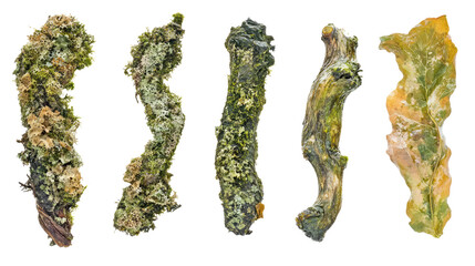 Poster - Wet Decaying Branches With Moss and Lichens Details Generative AI
