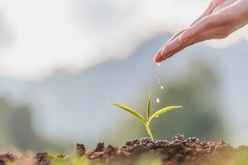 Wall Mural - Hand nurturing and watering young baby plants growing in germination sequence on fertile soil