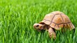 © Patchayanit  - Small Turtle Crawling on Lush Green Grass in Bright Natural Setting