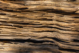 Close-Up of Weathered Juniper Tree Bark – Natural Wood Texture and Organic Lines for use as Background ot Texture