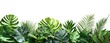 Lush tropical foliage border, white background, website banner